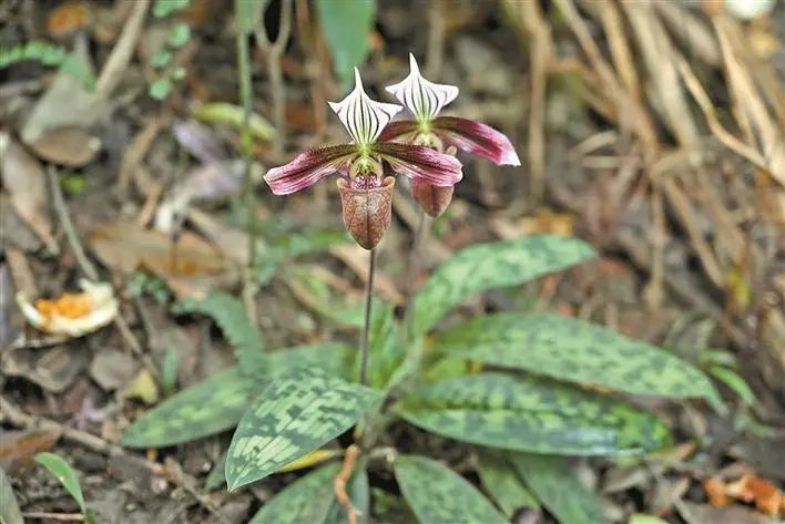国家一级保护植物紫纹兜兰。刘蕾 摄