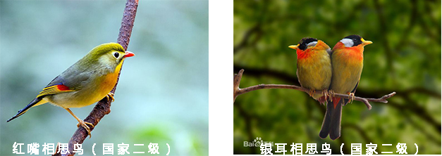 210425养鸟不可任性 (2).jpg