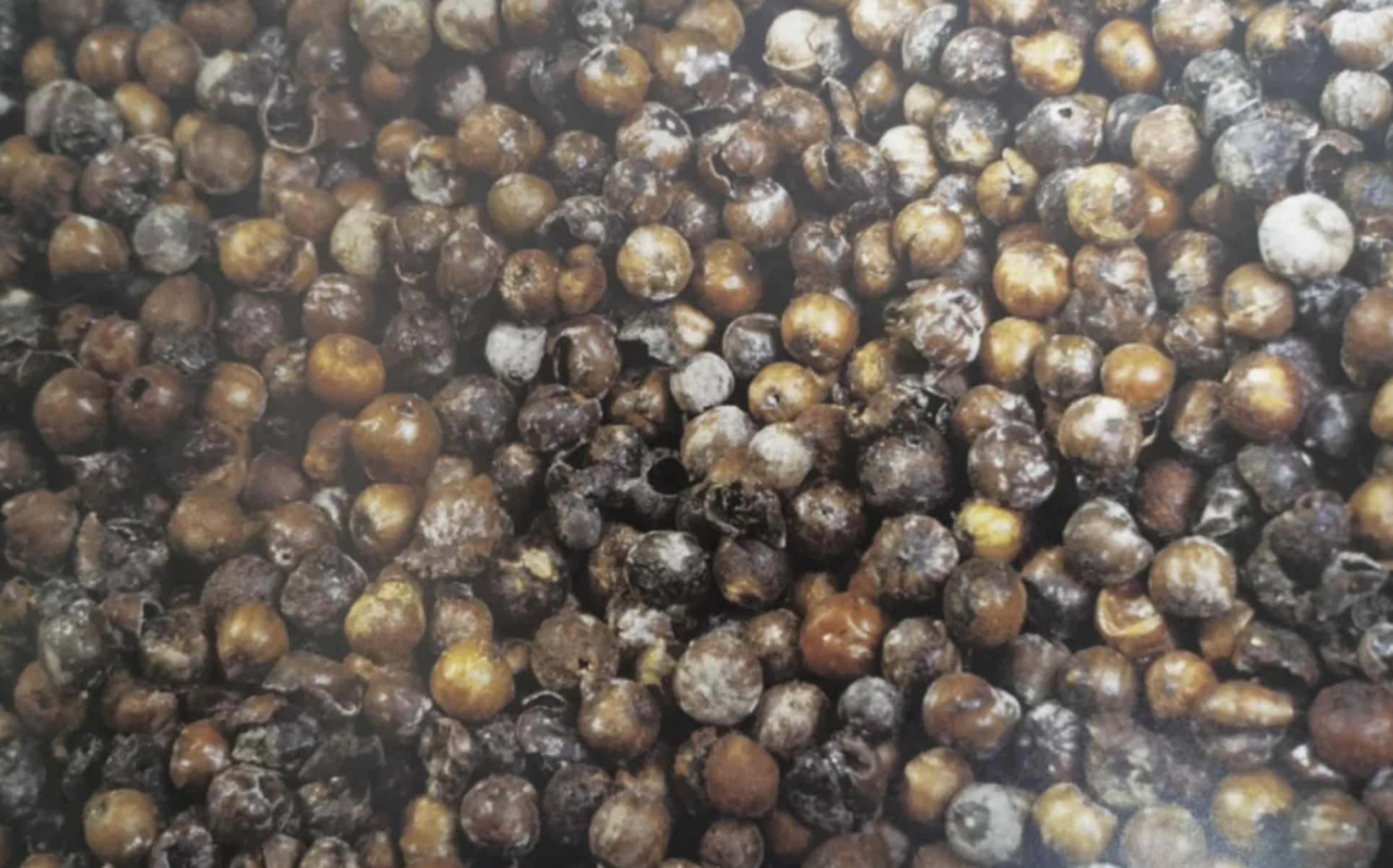 图1 泉州后渚沉船出土的胡椒