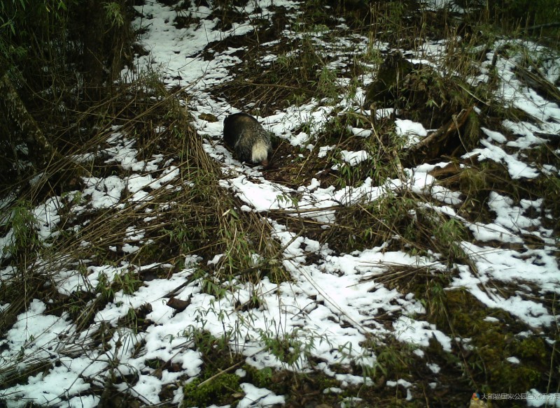 (2022白马一002)猪獾 (3)