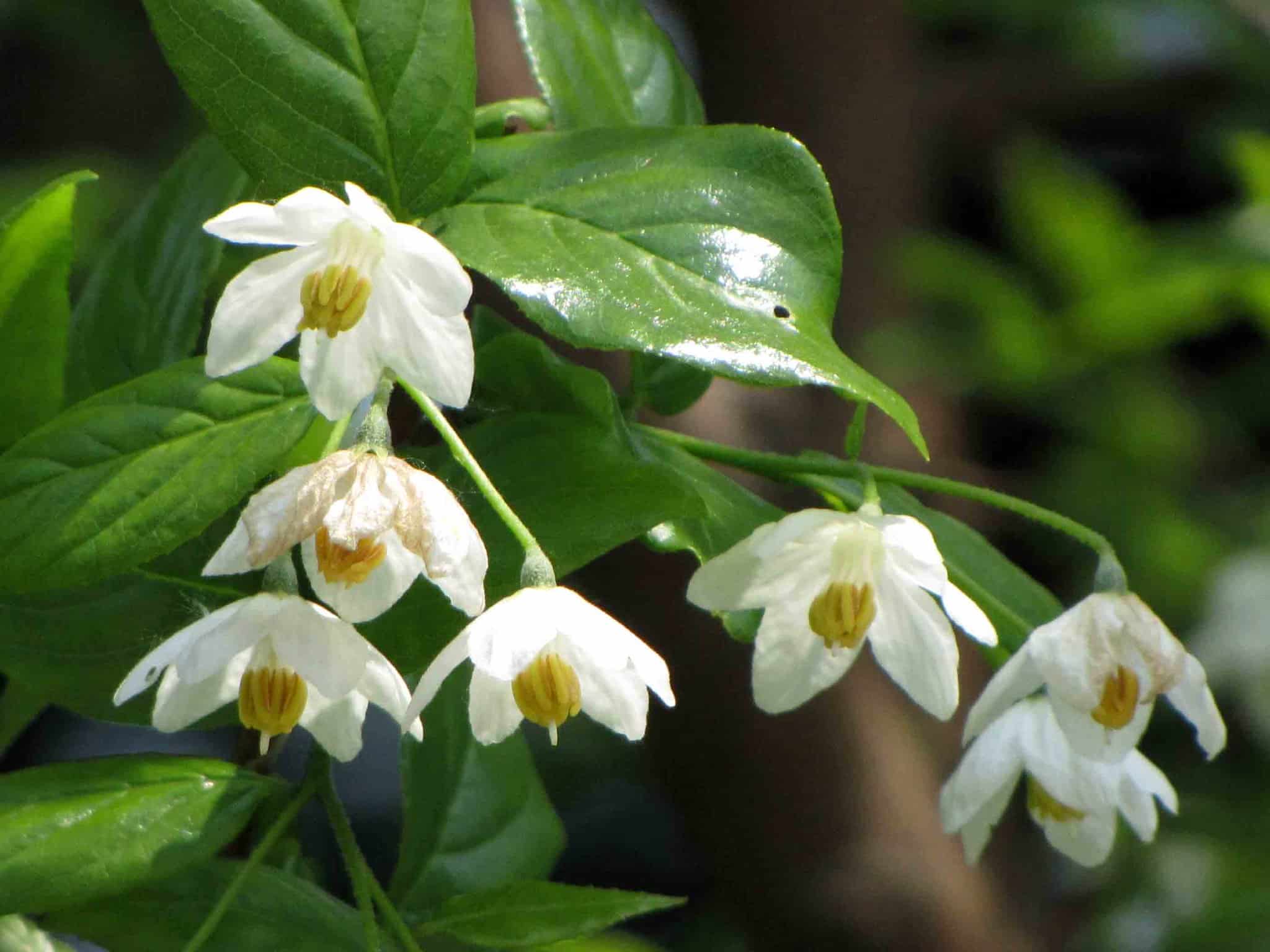 Sinojackia xylocarpa floración