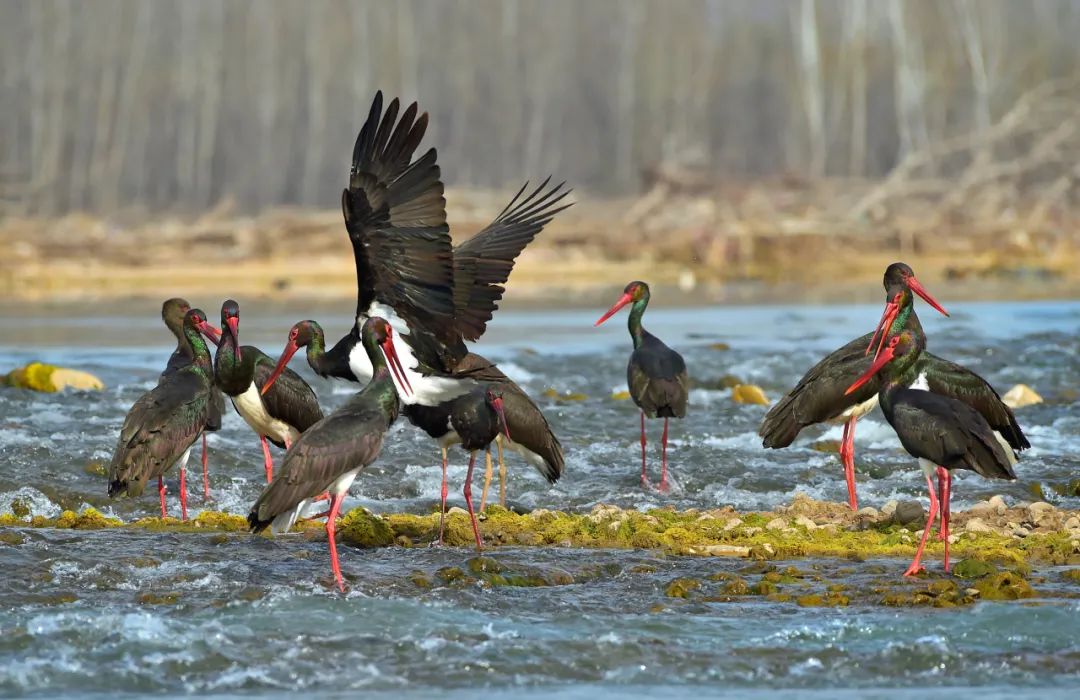 　一级保护鸟类——黑鹳