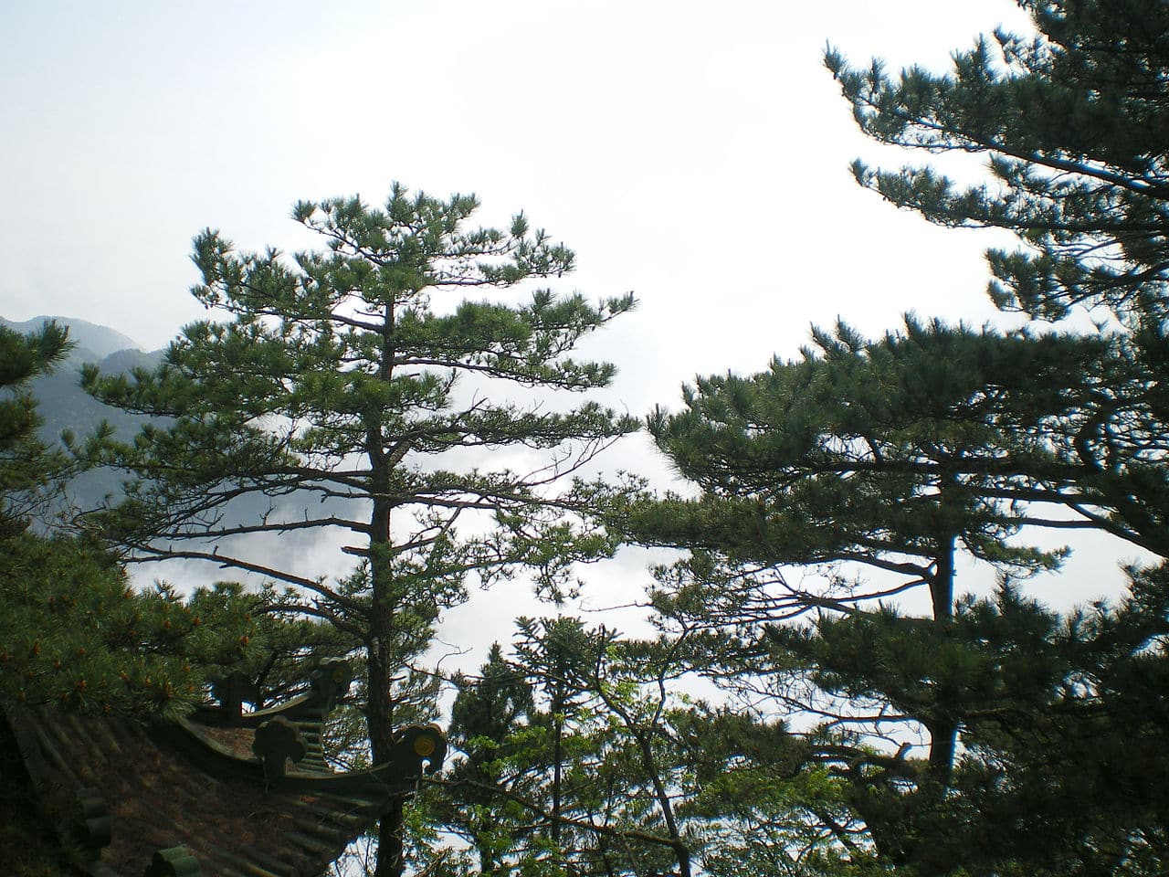 Pinus hwangshanensis endémico de China