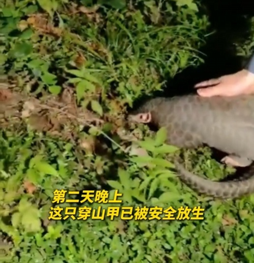 转发这条鲮鲤!货车司机救下的“胖宝宝”,是国家一级保护动物!