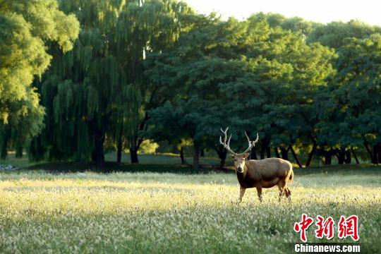 北京市大兴区南海子麋鹿苑。 北京市大兴区供图 摄