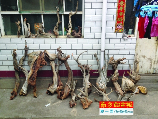 太原南宫市场,一处贩卖崖柏的摊位。14-15版摄影:南都记者 高龙