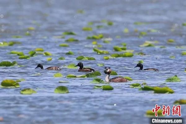 图为青头潜鸭在白洋淀湿地栖息。刘洵 摄