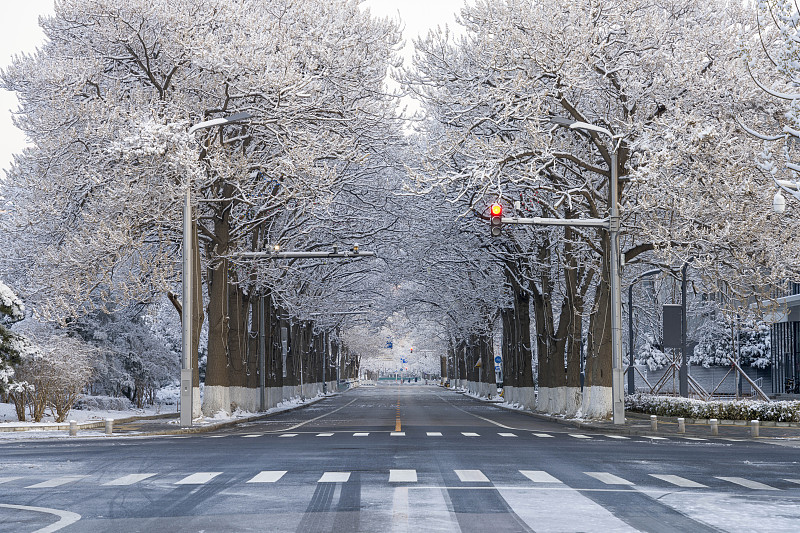雾凇泡桐树大道图片下载