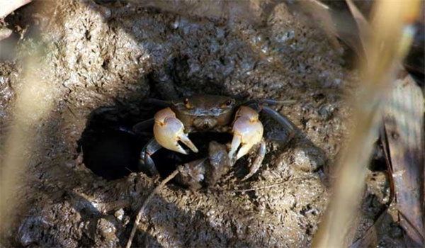 河蟹的栖居性