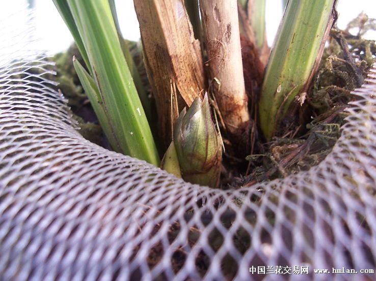 点击图片在新窗口浏览原图