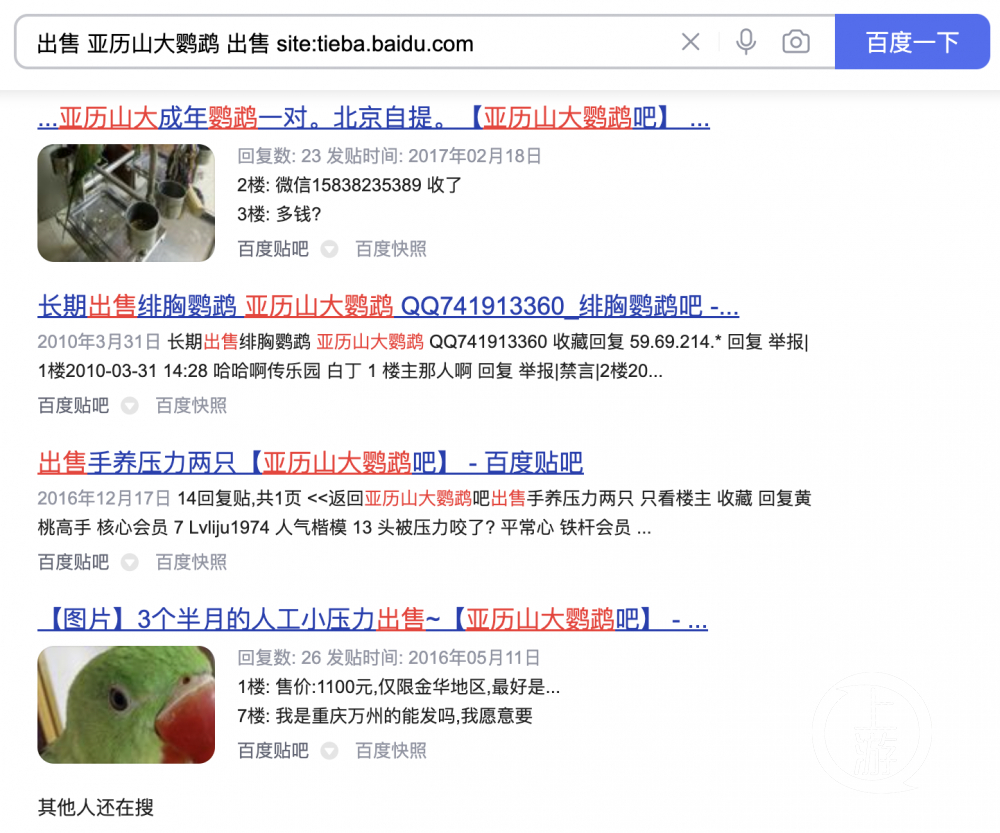 ▲某网站公开展示的出售亚历山大鹦鹉的交易信息。