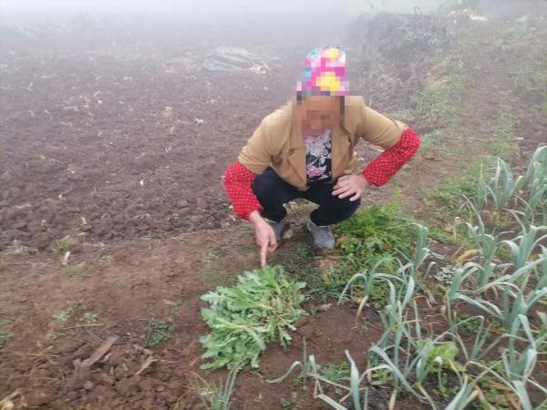 提醒！这种“小菜”种不得，重则判刑！