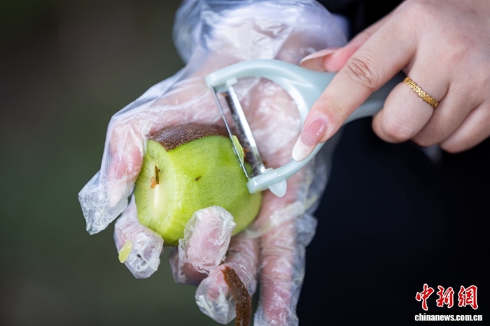 园区工作人员展示猕猴桃。中新网记者 刘星晨 摄