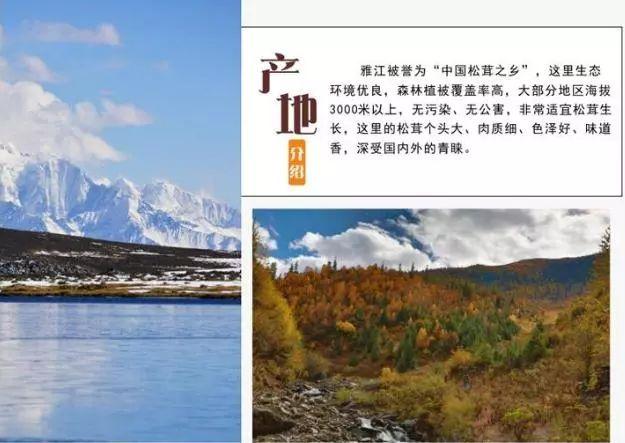 中国松茸之乡----雅江