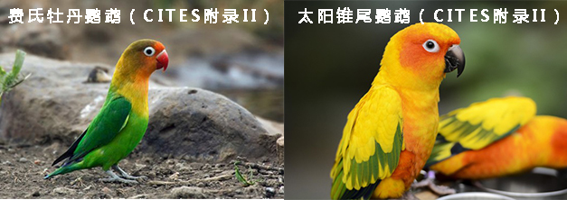 210425养鸟不可任性 (6).jpg