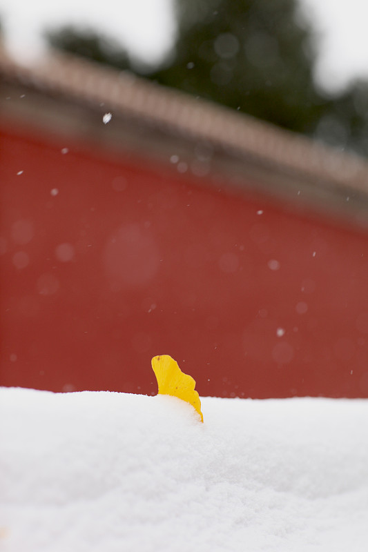 大雪中故宫的一片银杏叶图片下载
