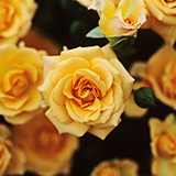 ポカリスエットを畑にまくと野菜に悪いのか？ 