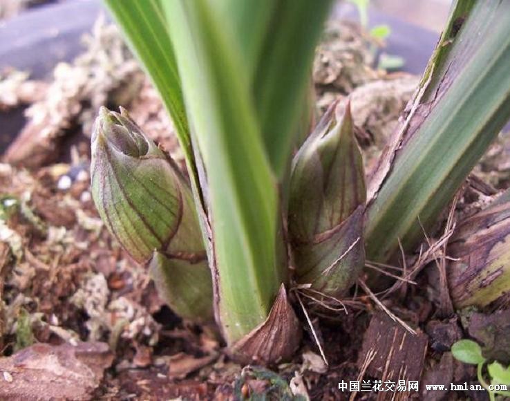 点击图片在新窗口浏览原图