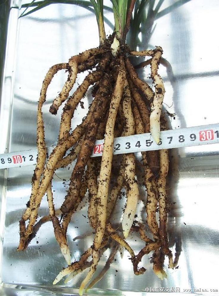 点击图片在新窗口浏览原图