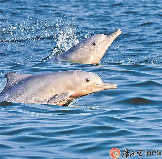 快来收藏！刚刚，广西发布了布氏鲸和中华白海豚观护指南