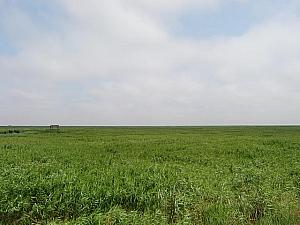 浦東の沿岸や崇明島には、地平線や牛、ヤギのいる風景も