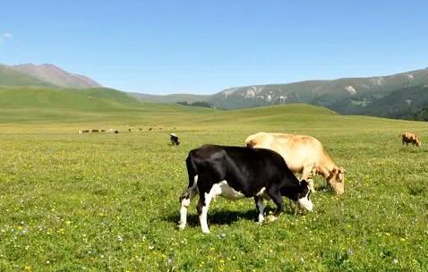 草原征占用审核审批管理规范解释全文