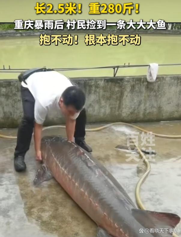 若你捡到280斤大鱼会怎么做 先别急着吃，或为保护动物