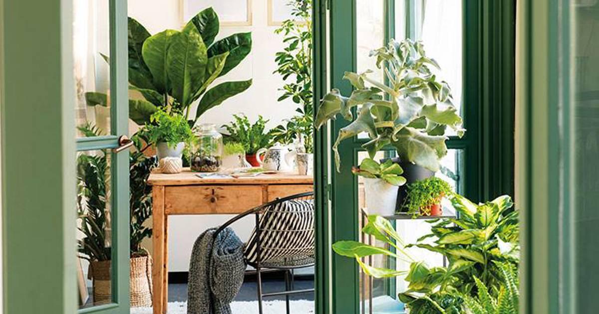 Características esenciales de las plantas