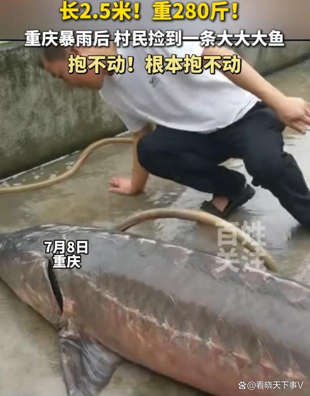 若你捡到280斤大鱼会怎么做