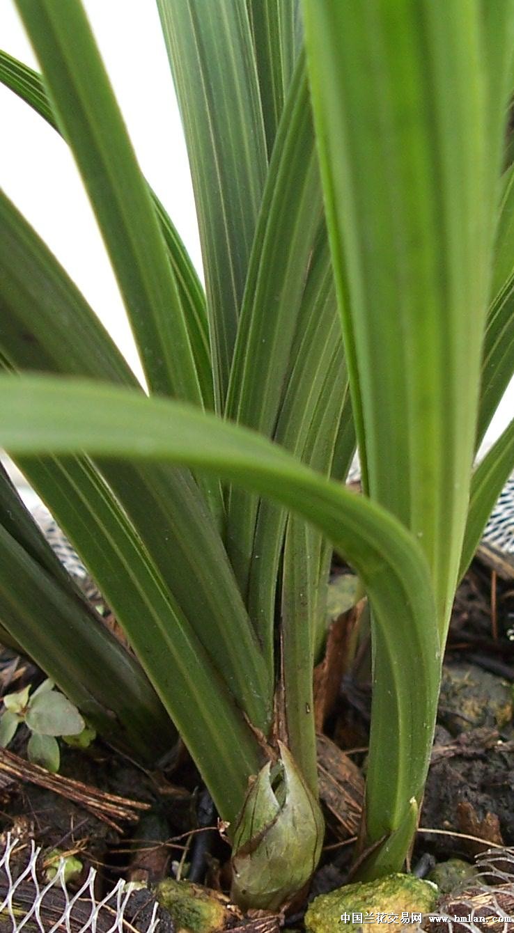 点击图片在新窗口浏览原图