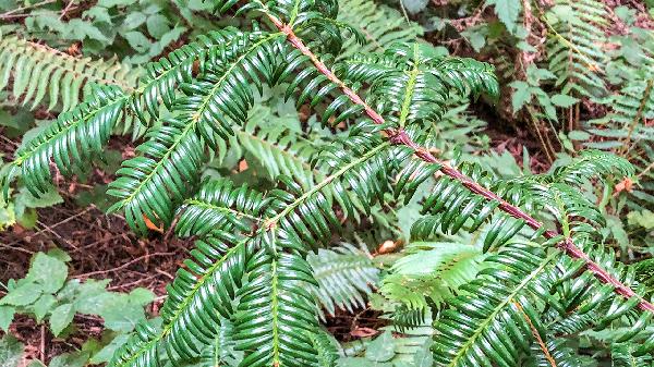 肠胃不好怎么调理最快最有效