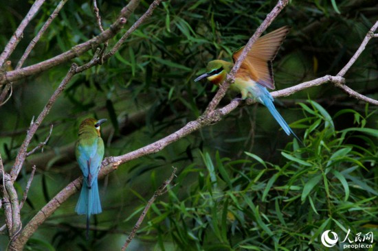 栗喉蜂虎每年4月从东南亚飞来厦门繁衍生息。人民网 陈博摄