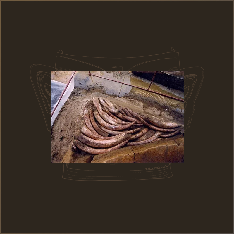 象牙|三星堆博物馆藏