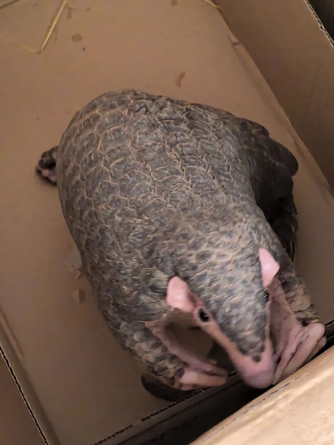 转发这条鲮鲤!货车司机救下的“胖宝宝”,是国家一级保护动物!