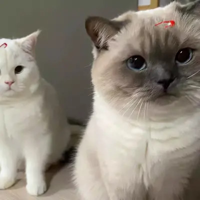 猫咪可爱头像图片