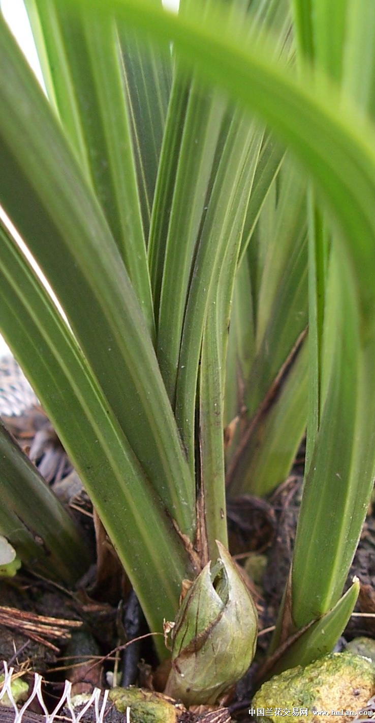 点击图片在新窗口浏览原图