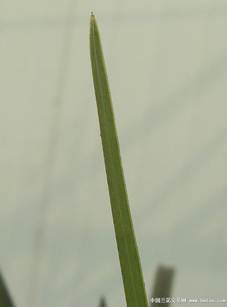 点击图片在新窗口浏览原图