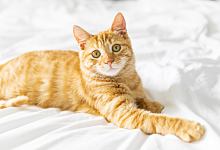 梦见猫的七大预兆 梦见猫的七大预兆是什么意思