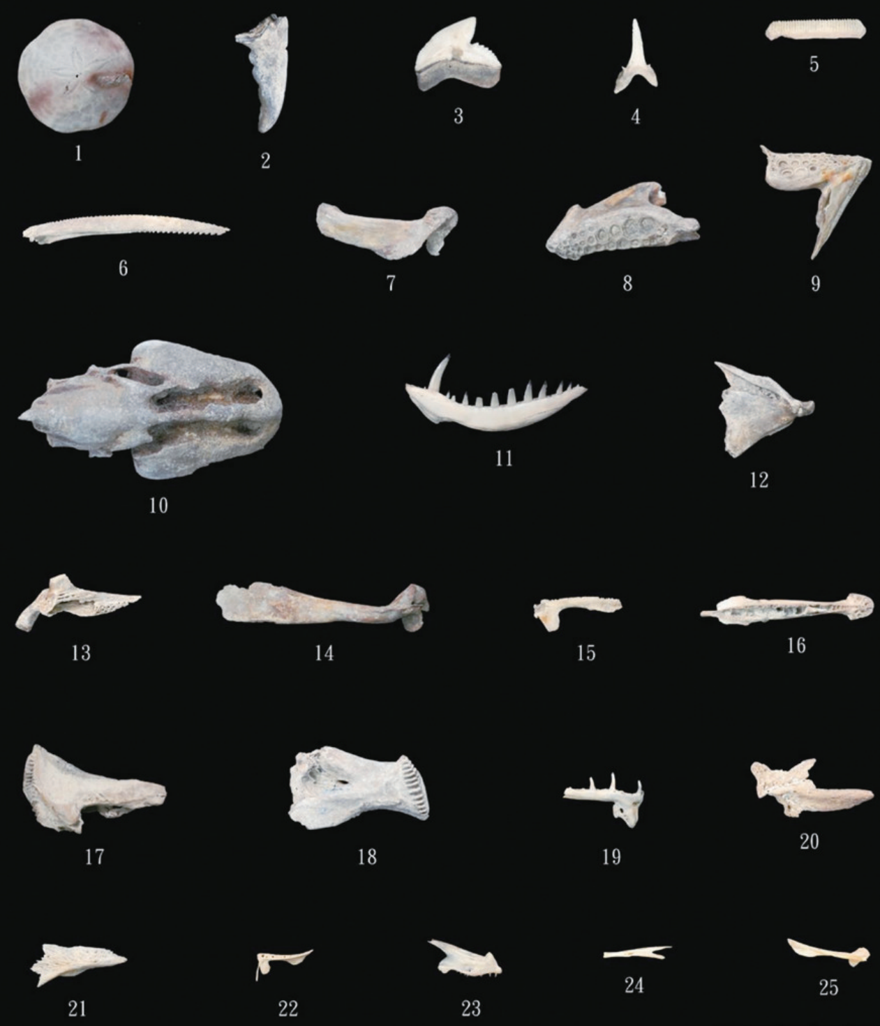 图8 南海一号沉船出土动物骨骼。图片来源：国家文物局考古研究中心