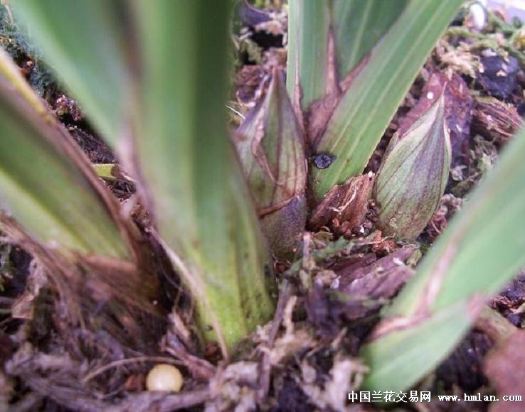 点击图片在新窗口浏览原图