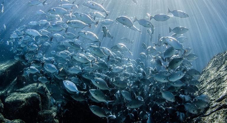 一群鱼游近墨西哥拉巴斯的洛斯伊斯拉特斯岛。