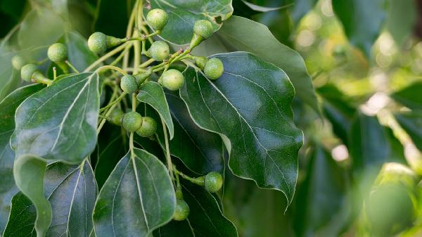 肠胃不好怎么调理最快最有效