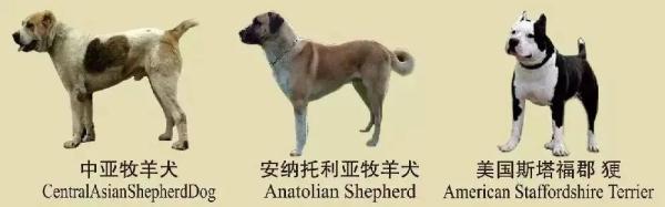 速看！南京养犬规定