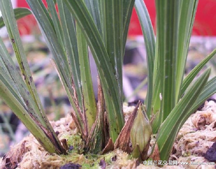 点击图片在新窗口浏览原图