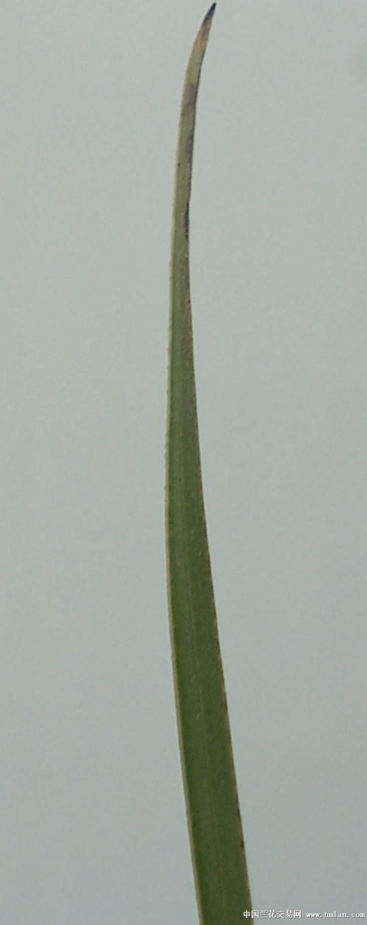 点击图片在新窗口浏览原图