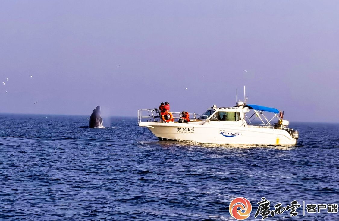 快来收藏！刚刚，广西发布了布氏鲸和中华白海豚观护指南