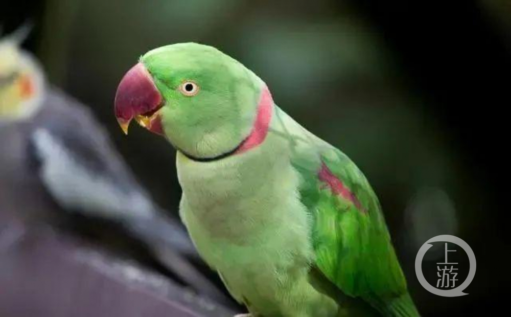 ▲国家二级保护动物亚历山大鹦鹉。