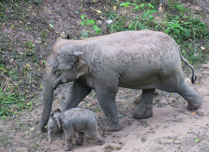 短鼻家族喜添新丁。云南西双版纳国家级自然保护区管护局提供