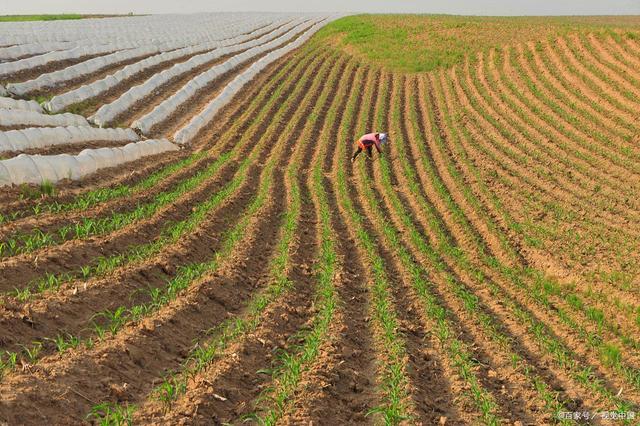 2024种地补贴来了，农村耕地地力保护补贴多少钱一亩？