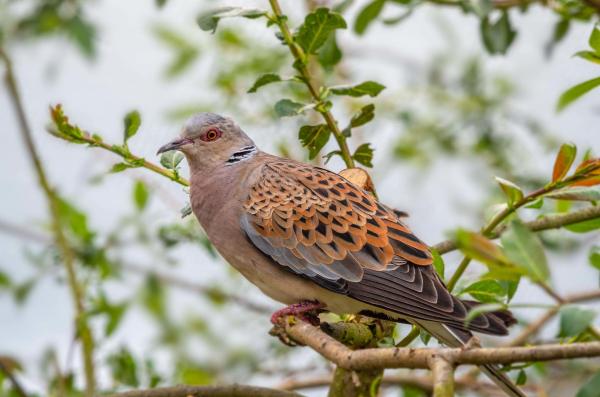 Tipos de palomas - Tórtola europea